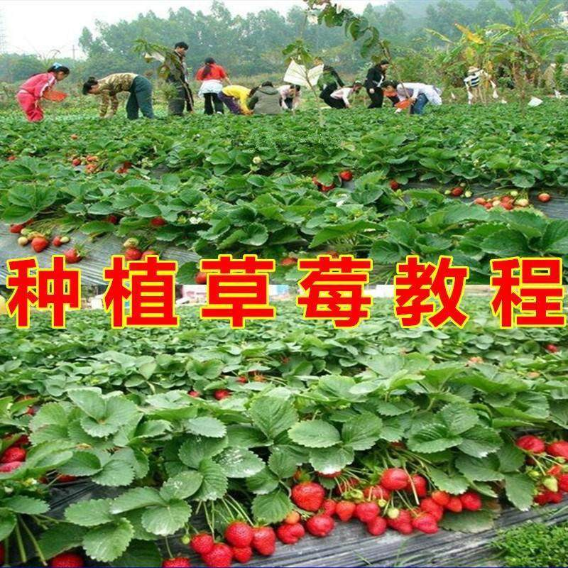 草莓种植技术全套视频教程大全科学培训方法经验大棚栽培教程资料-黄师爷营销圈