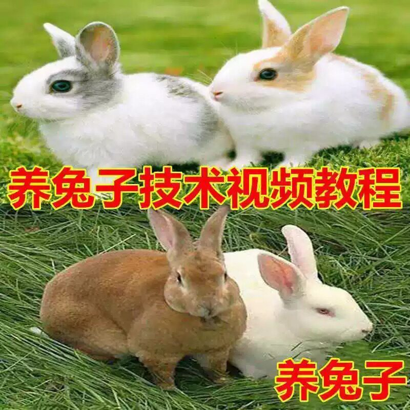 养兔子技术自学全套视频教程大全兔子养殖教程学畜牧养殖视频教程-黄师爷营销圈